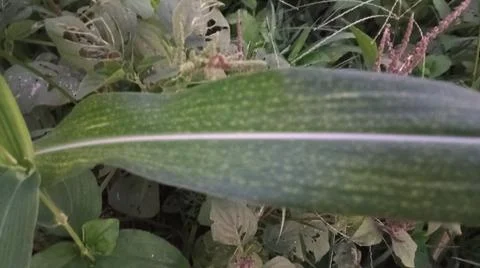 Close-up view of fresh green corn leaves growing in an agricultural field. Stock Photos