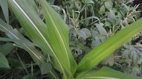 Close-up view of fresh green corn leaves growing in an agricultural field. Stock Photos
