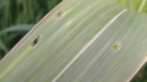 Close-up view of fresh green corn leaves growing in an agricultural field. Stock Photos