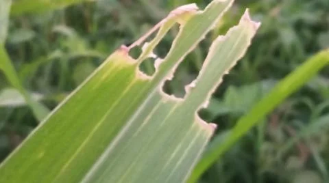 Close-up view of fresh green corn leaves growing in an agricultural field. Stock Photos