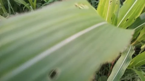 Close-up view of fresh green corn leaves growing in an agricultural field. Stock Photos
