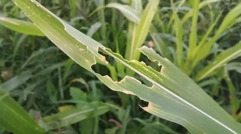 Close-up view of fresh green corn leaves growing in an agricultural field. Stock Photos