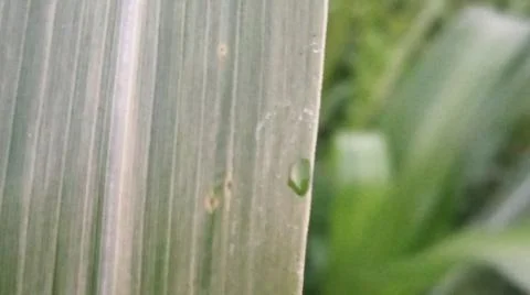 Close-up view of fresh green corn leaves growing in an agricultural field. Stock Photos