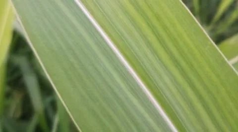 Close-up view of fresh green corn leaves growing in an agricultural field. Stock Photos
