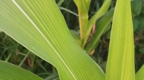 Close-up view of fresh green corn leaves growing in an agricultural field. Stock Photos