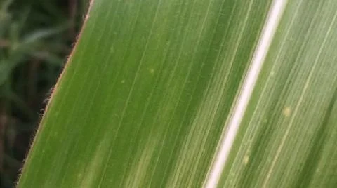Close-up view of fresh green corn leaves growing in an agricultural field. Stock Photos