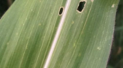 Close-up view of fresh green corn leaves growing in an agricultural field. Stock Photos