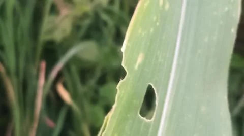 Close-up view of fresh green corn leaves growing in an agricultural field. Stock Photos