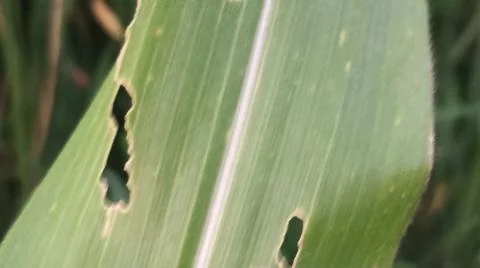 Close-up view of fresh green corn leaves growing in an agricultural field. Stock Photos