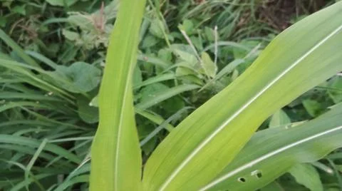 Close-up view of fresh green corn leaves growing in an agricultural field. Stock Photos