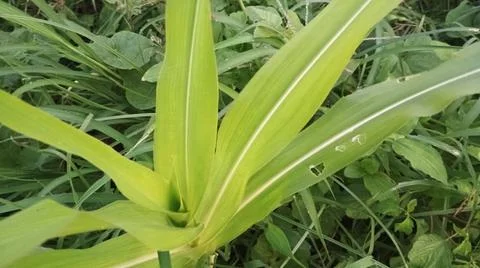 Close-up view of fresh green corn leaves growing in an agricultural field. Stock Photos