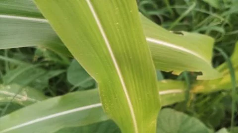 Close-up view of fresh green corn leaves growing in an agricultural field. Stock Photos