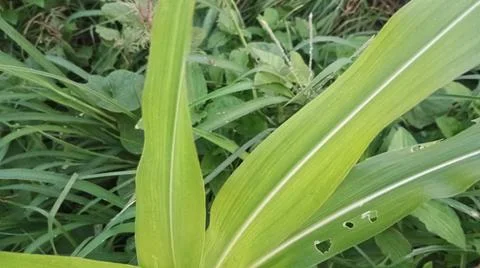Close-up view of fresh green corn leaves growing in an agricultural field. Stock Photos