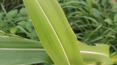 Close-up view of fresh green corn leaves growing in an agricultural field. Stock Photos