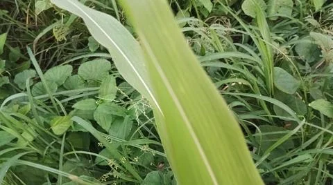 Close-up view of fresh green corn leaves growing in an agricultural field. Stock Photos
