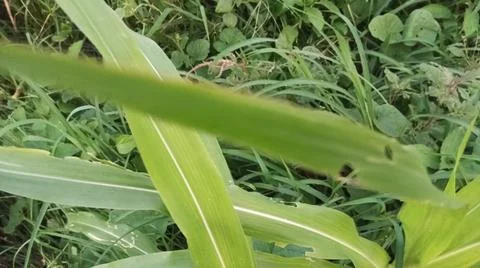 Close-up view of fresh green corn leaves growing in an agricultural field. Stock Photos