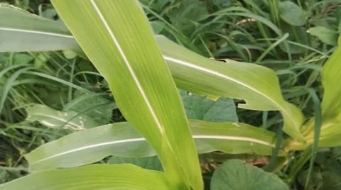 Close-up view of fresh green corn leaves growing in an agricultural field. Stock Photos