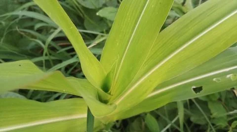 Close-up view of fresh green corn leaves growing in an agricultural field. Stock Photos