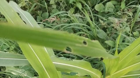 Close-up view of fresh green corn leaves growing in an agricultural field. Stock Photos