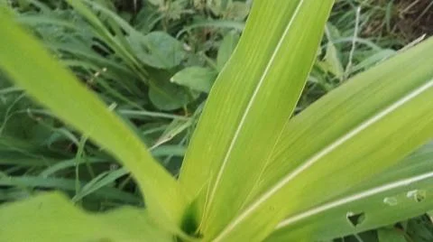 Close-up view of fresh green corn leaves growing in an agricultural field. Stock Photos