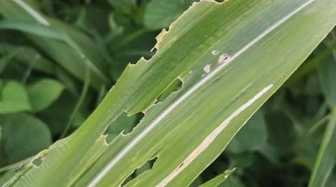 Close-up view of fresh green corn leaves growing in an agricultural field. Stock Photos