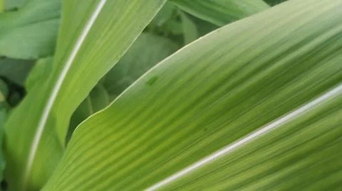 Close-up view of fresh green corn leaves growing in an agricultural field. Stock Photos