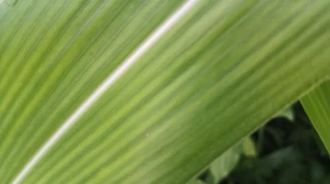Close-up view of fresh green corn leaves growing in an agricultural field. Stock Photos