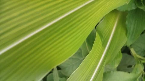 Close-up view of fresh green corn leaves growing in an agricultural field. Stock Photos