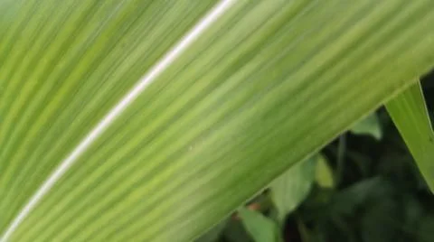 Close-up view of fresh green corn leaves growing in an agricultural field. Stock Photos