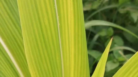 Close-up view of fresh green corn leaves growing in an agricultural field. Stock Photos