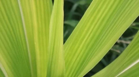 Close-up view of fresh green corn leaves growing in an agricultural field. Stock Photos