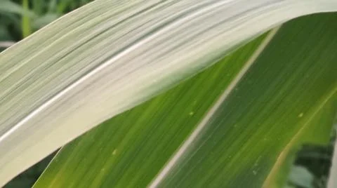 Close-up view of fresh green corn leaves growing in an agricultural field. Stock Photos