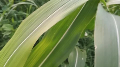 Close-up view of fresh green corn leaves growing in an agricultural field. Stock Photos