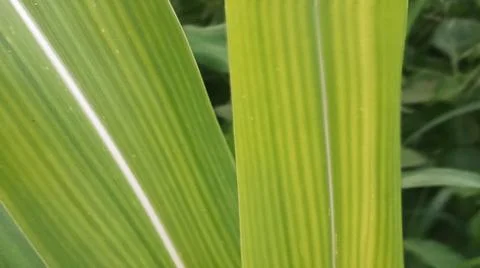 Close-up view of fresh green corn leaves growing in an agricultural field. Stock Photos