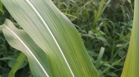 Close-up view of fresh green corn leaves growing in an agricultural field. Stock Photos