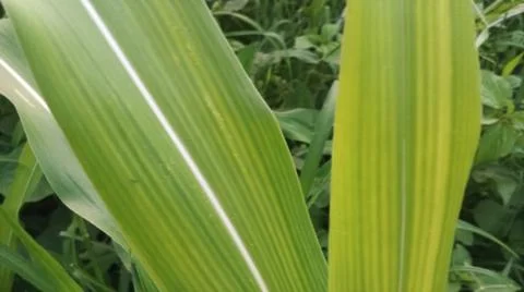 Close-up view of fresh green corn leaves growing in an agricultural field. Stock Photos