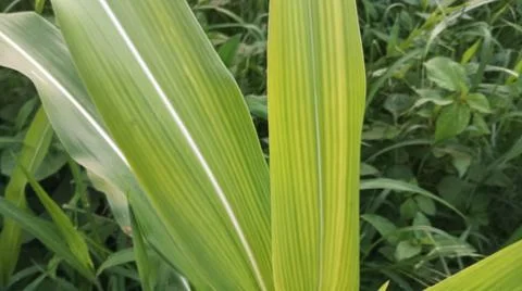 Close-up view of fresh green corn leaves growing in an agricultural field. Stock Photos