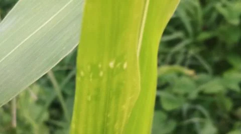 Close-up view of fresh green corn leaves growing in an agricultural field. Stock Photos