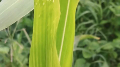 Close-up view of fresh green corn leaves growing in an agricultural field. Stock Photos