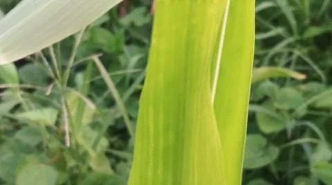 Close-up view of fresh green corn leaves growing in an agricultural field. Stock Photos