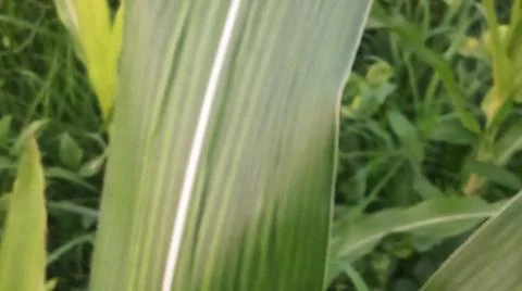 Close-up view of fresh green corn leaves growing in an agricultural field. Stock Photos