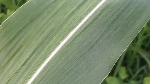 Close-up view of fresh green corn leaves growing in an agricultural field. Stock Photos