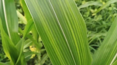 Close-up view of fresh green corn leaves growing in an agricultural field. Stock Photos