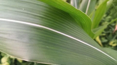 Close-up view of fresh green corn leaves growing in an agricultural field. Stock Photos