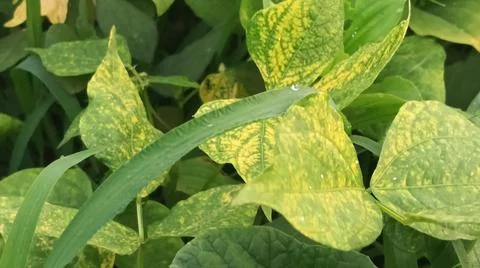 Close-up view of fresh green corn leaves growing in an agricultural field. Stock Photos