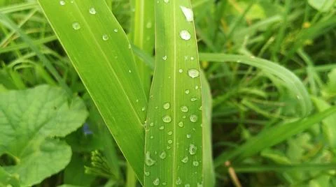 Close-up view of fresh green corn leaves growing in an agricultural field. 写真素材