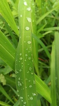 Close-up view of fresh green corn leaves growing in an agricultural field. Stock Photos