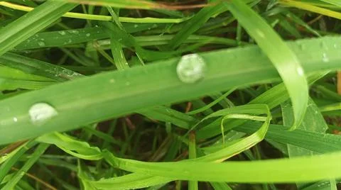 Close-up view of fresh green corn leaves growing in an agricultural field. Photos