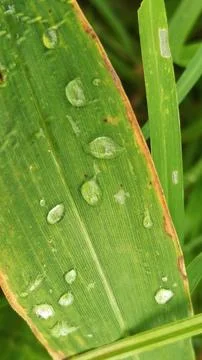 Close-up view of fresh green corn leaves growing in an agricultural field. 스톡 사진