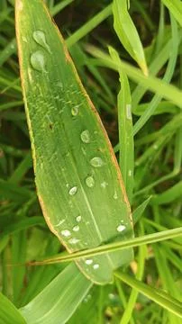 Close-up view of fresh green corn leaves growing in an agricultural field. 스톡 사진